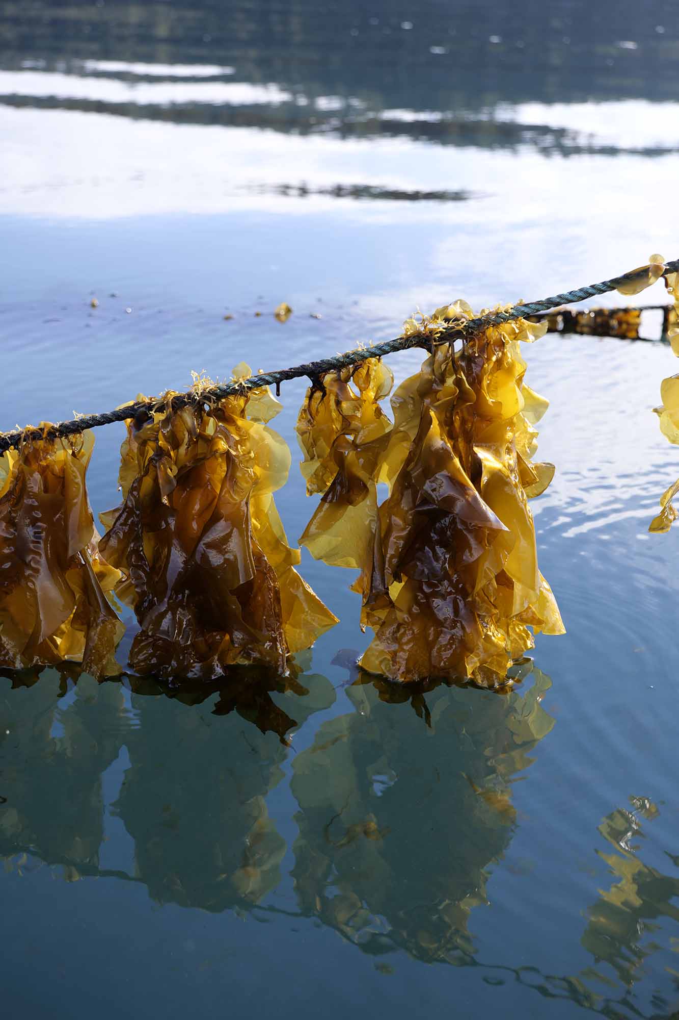 Seaweed hanging over water with a blurred background