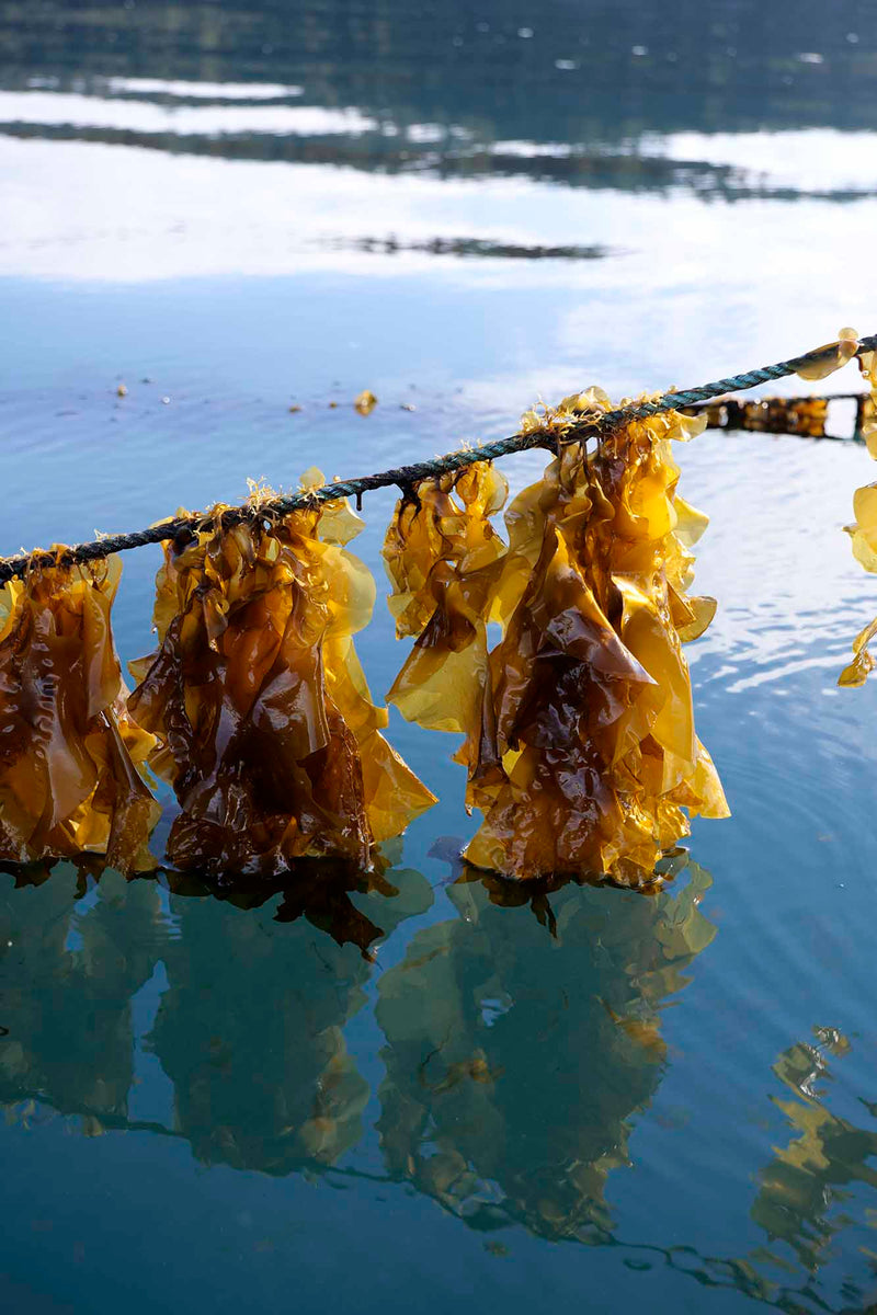 Seaweed hanging over water with a blurred background