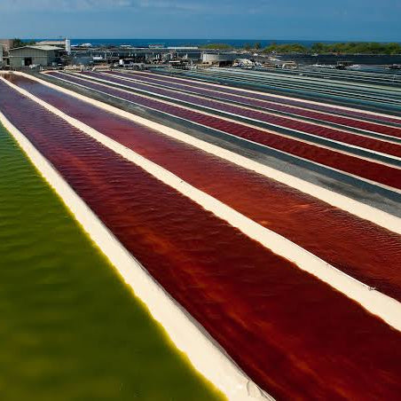 Colorful salt ponds with green and red water, surrounded by industrial buildings.