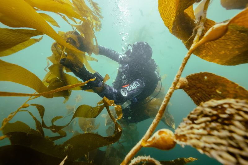 scruba diver underwater, in the California kelp forest.