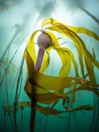 Fermented Bull Kelp