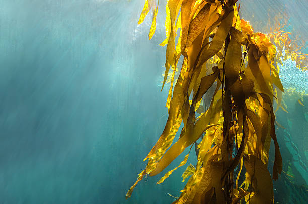 Underwater photograph of golden brown kelp swaying in blue ocean water with light rays filtering through the surface.