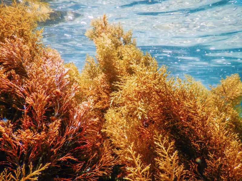 irish moss in the ocean